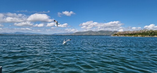 
birds on lake sevan armenia, cormorants and sea gulls, larus and phalacrocorax