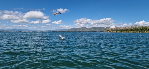 
birds on lake sevan armenia, cormorants and sea gulls, larus and phalacrocorax