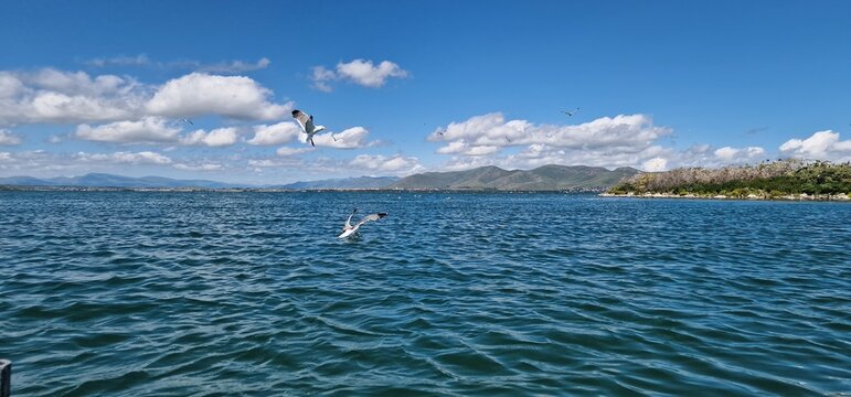 
birds on lake sevan armenia, cormorants and sea gulls, larus and phalacrocorax