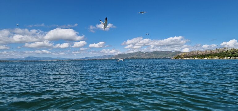 
birds on lake sevan armenia, cormorants and sea gulls, larus and phalacrocorax