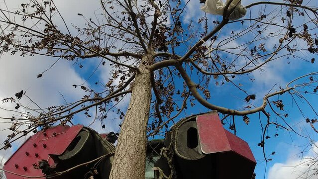 Low angle view pecan nut harvesting tractor shaking tree to pod of pecans. Slow motion, nuts dropping around camera. 