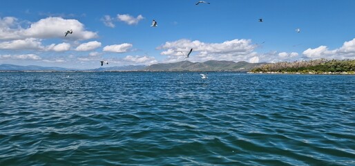 
birds on lake sevan armenia, cormorants and sea gulls, larus and phalacrocorax