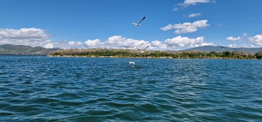 
birds on lake sevan armenia, cormorants and sea gulls, larus and phalacrocorax