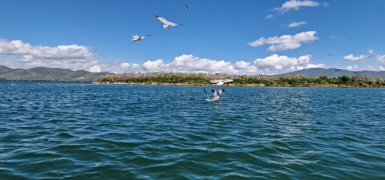 
birds on lake sevan armenia, cormorants and sea gulls, larus and phalacrocorax