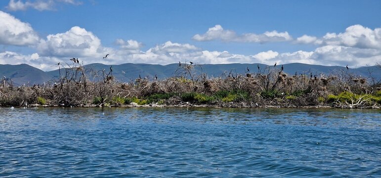 
birds on lake sevan armenia, cormorants and sea gulls, larus and phalacrocorax