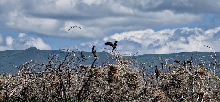 
birds on lake sevan armenia, cormorants and sea gulls, larus and phalacrocorax