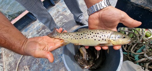 Sevan trout summer bakhtak salmi ischchan aestivalis and gegharkuni endemic species in lake sevan...