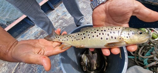 Sevan trout summer bakhtak salmi ischchan aestivalis and gegharkuni endemic species in lake sevan armenia	

