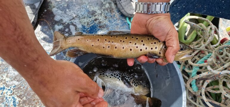 Sevan trout Salmo ischchan gegarkuni are endangered endemic subspecies of limited distribution