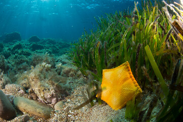 Stella marina gialla, Peltaster placenta, Golfo dell'Asinara