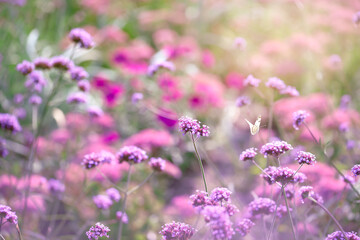 Butterfly flying over violet verbena flowers in spring or summer fabulous blooming green garden on...