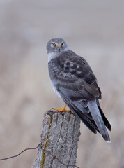Closeup of a Northern Harrier male sitting on a post on a winter day in Canada