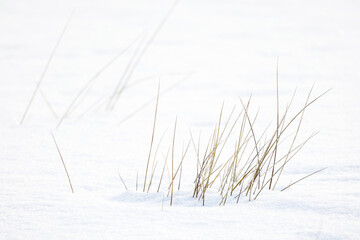 Dry grass in white snow on a sunny winter day