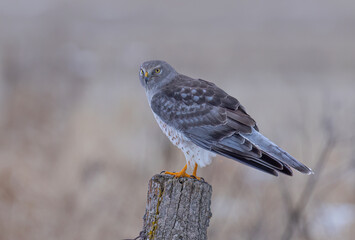 Northern Harrier male sitting on a post on a winter day in Canada