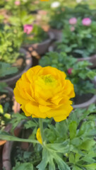 spring blooming flowers