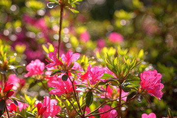 Beautiful pink flowers of blossoming azalea or rhododendron in Keukenhof royal garden in spring, natural floral background, Netherlands