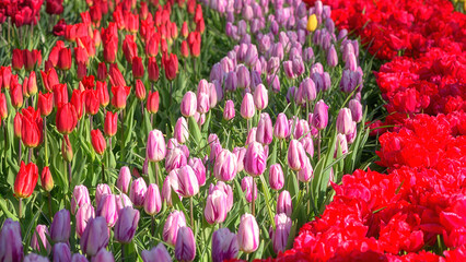 Beautiful colorful tulips, natural floral background. A lot of blossoming spring flowers in Keukenhof royal garden, Netherlands. Image with selective focus