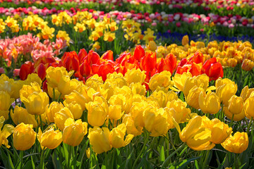 Beautiful colorful tulips, natural floral background. A lot of blossoming spring flowers in Keukenhof royal garden, Netherlands. Image with selective focus - 733952960