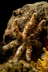 Stella marina minore, Coscinasterias tenuispina