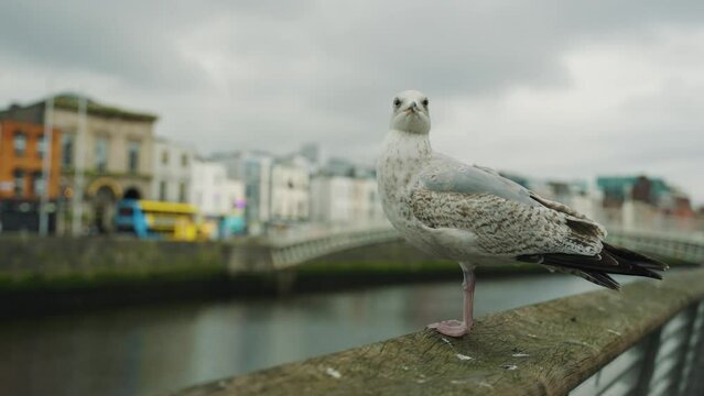 seagull Dublin