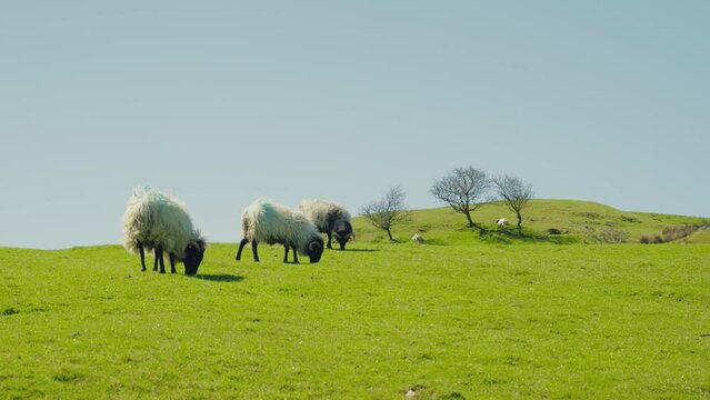 sheep