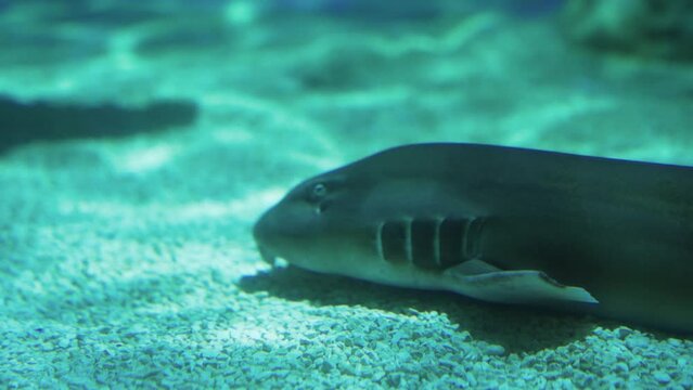 poisson