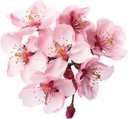 Cherry blossom isolated on white or transparent background 