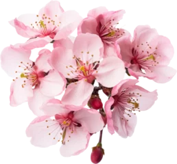 Foto auf Alu-Dibond Cherry blossom isolated on white or transparent background  © SaraY Studio 