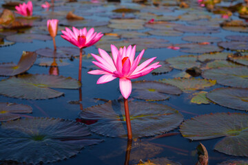 Beautiful nature red Lotus sea in the morning
