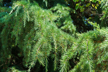 Close-up of green needles of Himalayan cedar (Cedrus Deodara, Deodar) growing in Sochi. Selective focus.