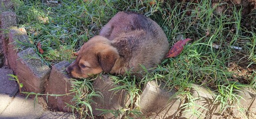puppy of a stray dog in georgia