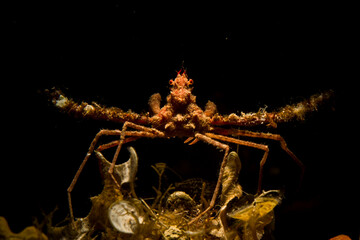 common spider crab, long-legged spider crab or long-legged crab (Macropodia rostrata) , Sardegna,  (Sardinia), Italy (Mediterranean sea). - obrazy, fototapety, plakaty
