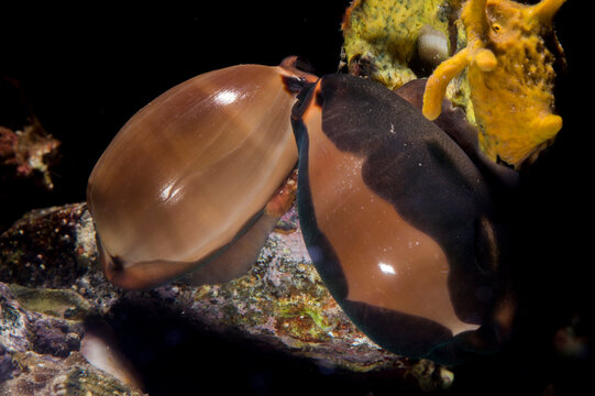 Cipree. Cypraea (Luria) lurida. Mediterraneo