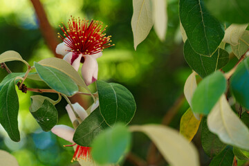 Close-up flower of evergreen Feijoa sellowiana (Acca Sellowiana), feijoa, pineapple guava or guavasteen. Summer bloomer producing edible fruit. Sochi.