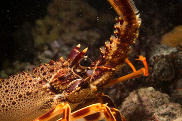 aragosta (palinurus elephas) Alghero. Sardegna. Italia