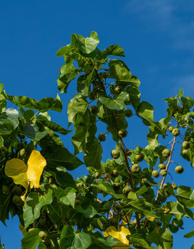 Ripe Green Kukui Nuts Growing on a Tree in Waikiki, Hawaii.