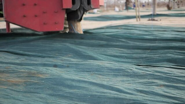 Slow-motion shot of pecan nuts dropping from a tree shaken by a tractor during winter harvesting season. 