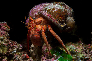 Paguro, Dardanus arrosor