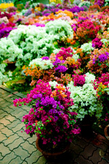 ,Close-up of pink bougainvillea glabra plant,Close-up of pink bougainvillea glabra blossoms,Close-up of Bougainvillae flowers against blue sky