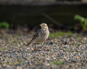 Close up of an American Pipit.