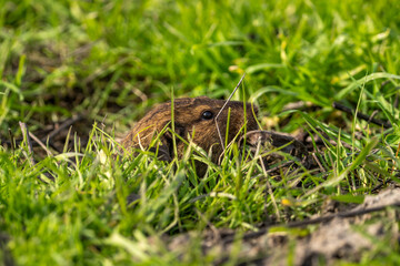 Close up of pocket gopher emerging from his burrow.