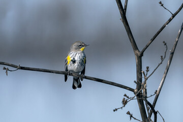 Close up of a yellow-rumped warbler.