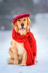 golden retriever dogs in a winter snowy forest under the snow on a snowy road wearing a red beret and a red scarf