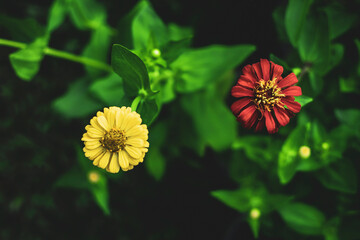 The leaves of Zinnia are ovate, elliptical or broadly lanceolate, 2.5–7.0 cm long. , 0.8–3.5 cm...