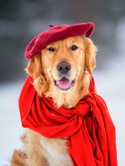 golden retriever dogs in a winter snowy forest under the snow on a snowy road wearing a red beret and a red scarf