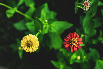 The leaves of Zinnia are ovate, elliptical or broadly lanceolate, 2.5–7.0 cm long. , 0.8–3.5 cm...