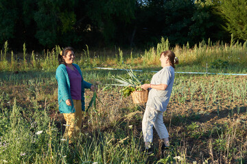 Naklejka na ściany i meble two women collecting vegetables in the field