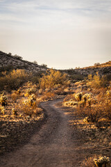 A trail leading through the Sonoran Desert of Arizona during the warm light of evening.