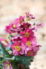 Helleborus, pink hellebore	