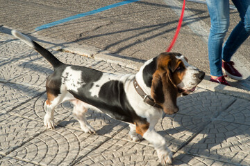 dog Bosa